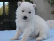 Do dogs have feelings of love-est-ce que les chiens ont des sentiments d'amour