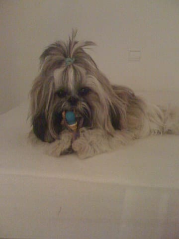 Passion Shih Tzu