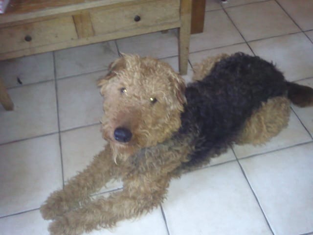le chien le plus gentil mon airedale terrier émile
