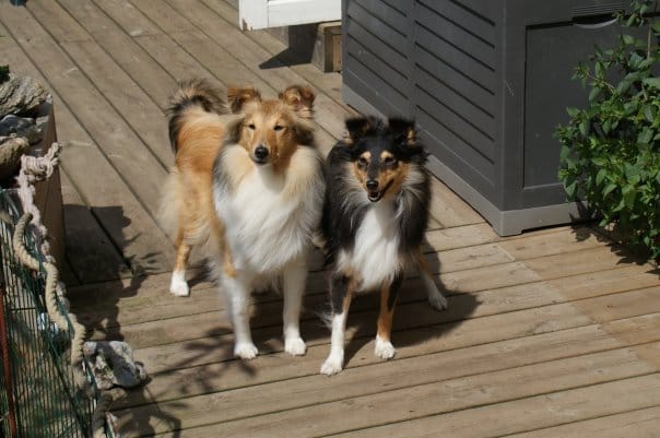 Aidez-moi à choisir mon chiot shetland