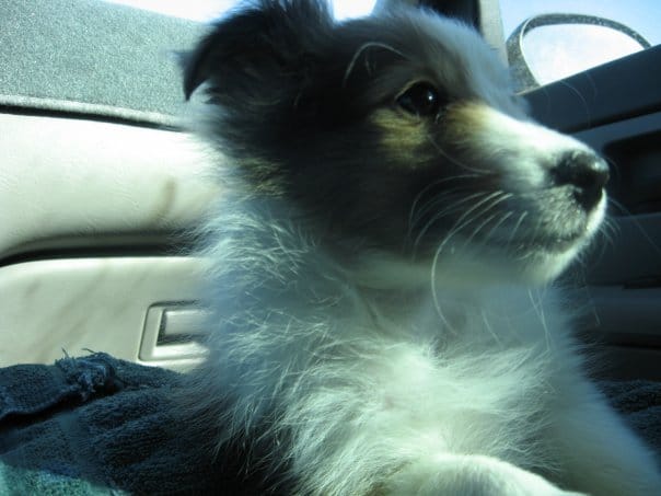 Je vous presente Lilou, ma nouvelle chienne