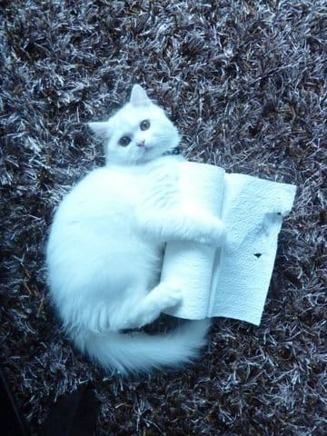 Cherche femelle chat pour faire des bébé