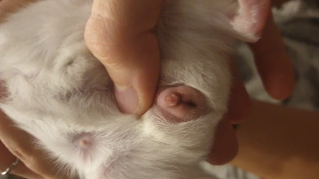 Sexage de mon cobaye