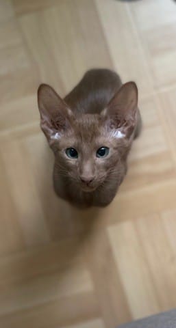 Arrivée de Sally à dans la famille