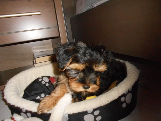 Au secours; mon chien est tro speed