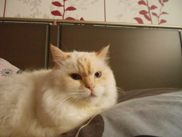 Mon chat a de l'Urée