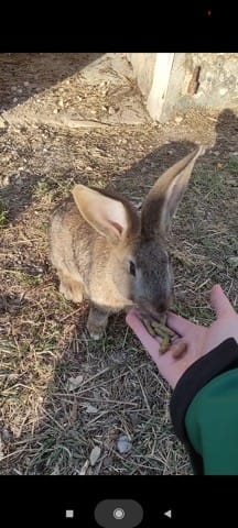 De qu'elle race est ma lapine