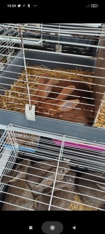 Connaissez-vous la race de ces lapins ?