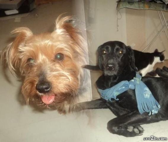 Parlez ici de vos chiens / chats !