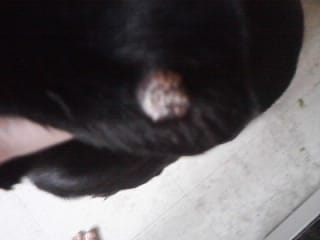 C'est quoi sur l'oreille de ma chienne ?
