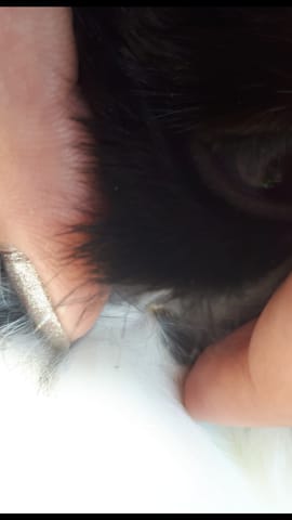 Des boutons sur la joue de mon lapin nain?