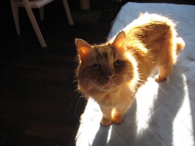 mon chat est gravement malade