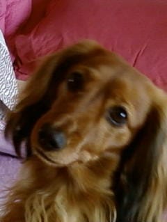 Je vous présente ma chienne Uxane