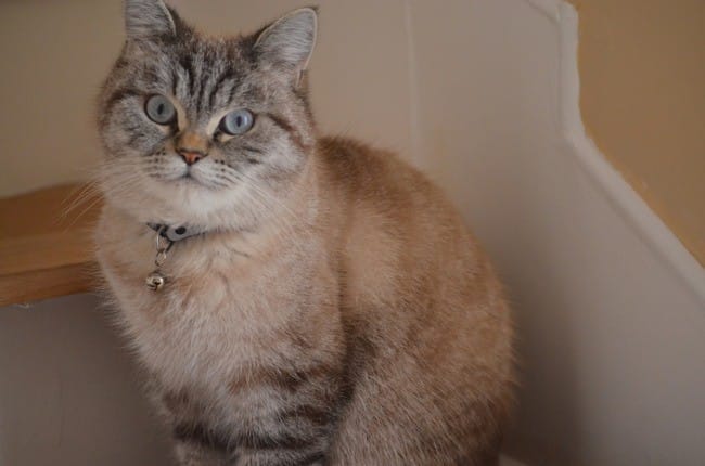 Chat croisé non certifié