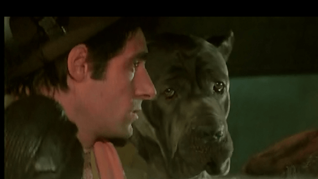 Quel est cette race de chien svp ?