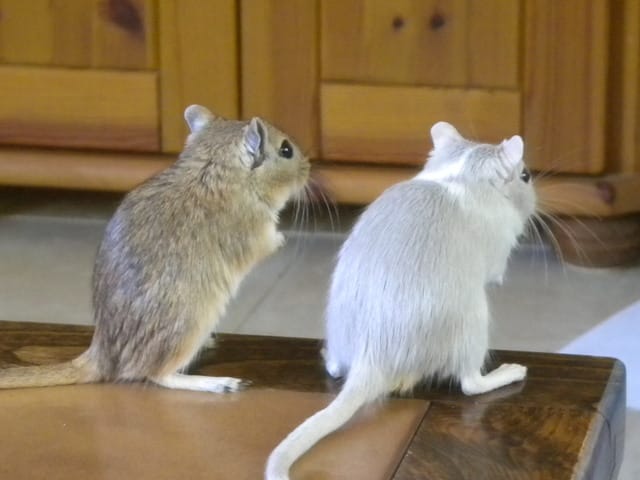 Nom d'une gerbille!!