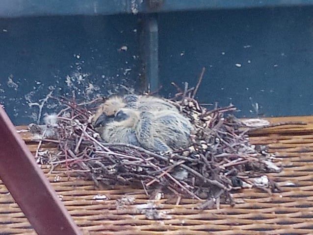 bébés pigeons au bord d'une fenêtre