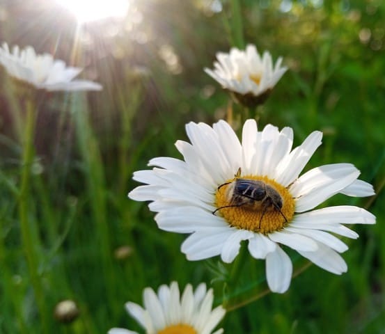 Qu'est ce que c'est?