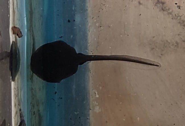 Renseignement pour élevage de crapauds