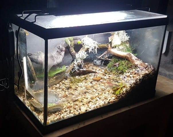 Quelle nourriture pour des crapauds adultes et/ou crapelets?