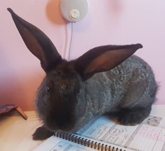 Évolution du crâne?_lapin