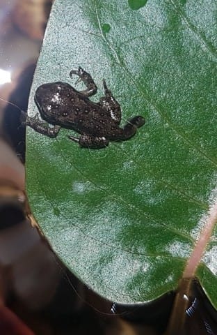 Crapaud nourriture (sujet un peu pressant)