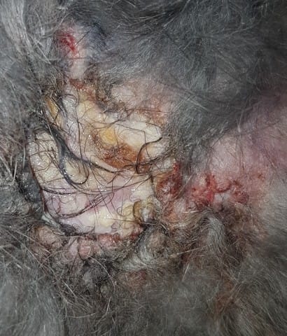 Infections de la peau récurentes