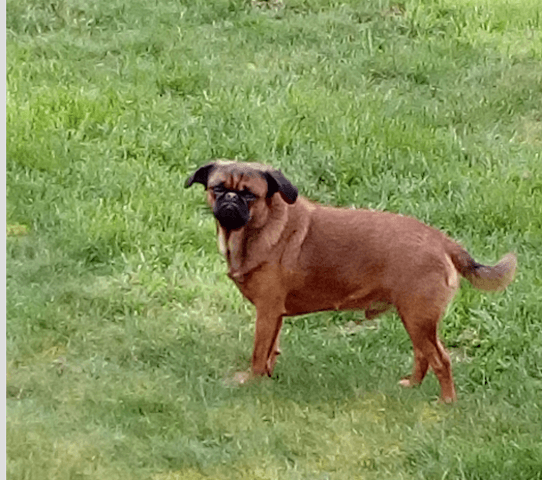 epilepsiie chez le chien
