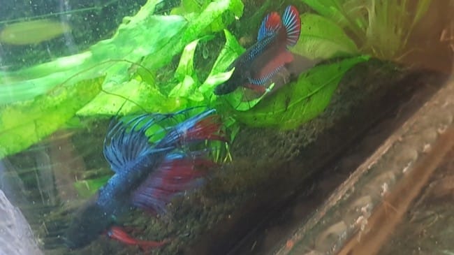 Expérience cohabitation de deux bettas