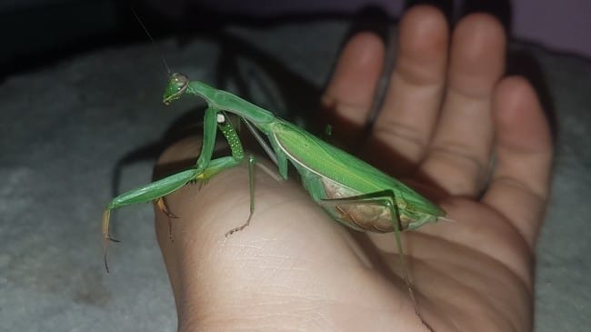 Mante religieuse gravide, conseils d'élevage?