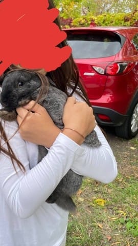 Lapine stérilisée, marquage... adolescence?