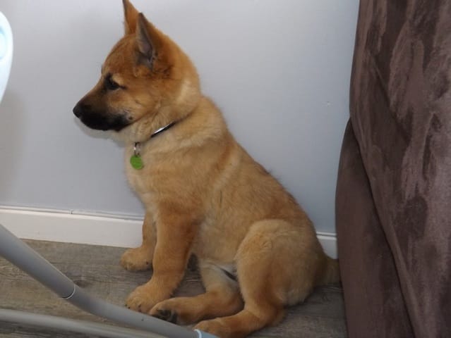 Chiot croisé, a quoi resemblera t-elle a votre avis ?? 