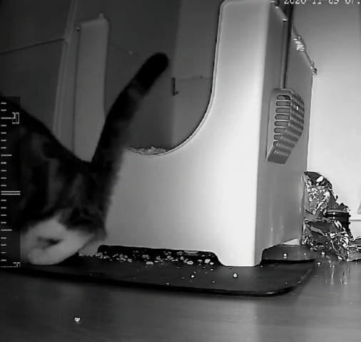 Mon chat urine devant sa litière