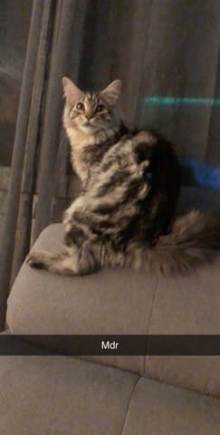 Est-ce un vrai maine coon