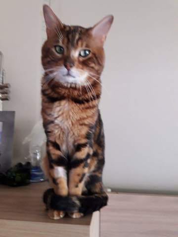 Chat bengal
