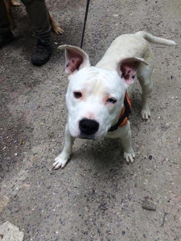 Lancer une cagnotte pour adopter un chien ?