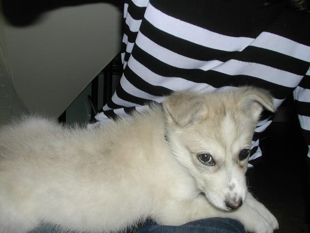 Mon husky à les oreilles qui pendent
