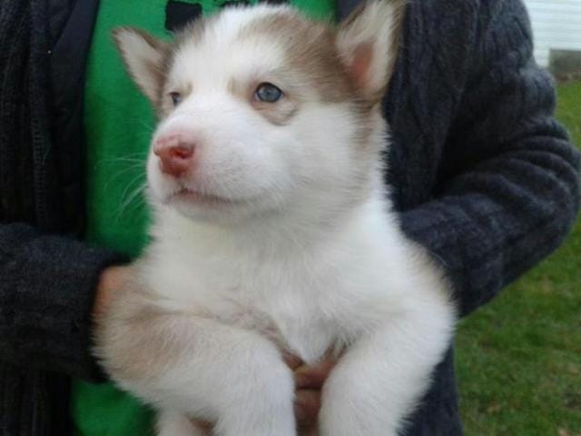 Aidez-moi à nommer mon husky :P