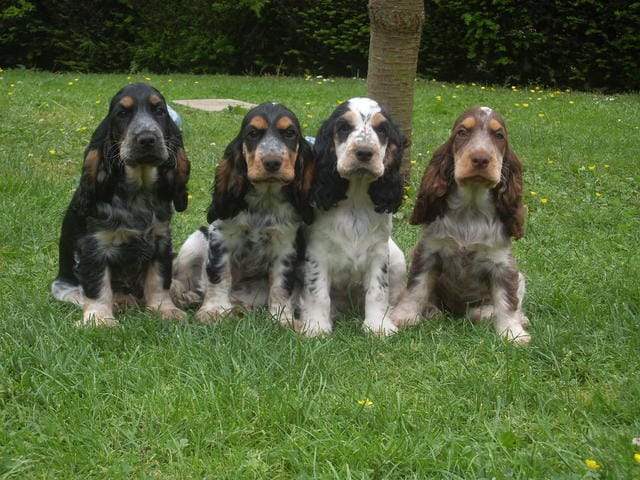 Ma portée de Cocker Anglais