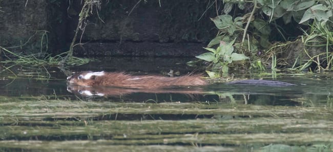 Est-ce un rat avec ces tâches blanches ?
