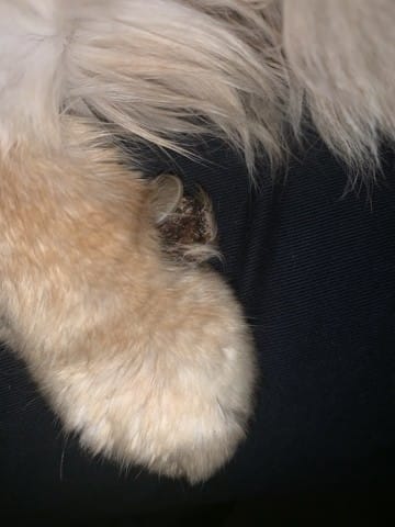 Bouton de chemise coincé griffe chat