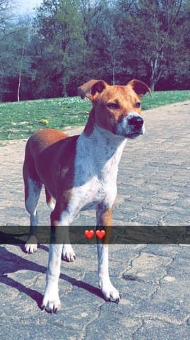 Problème avec mon Staff Croisé Jack Russel