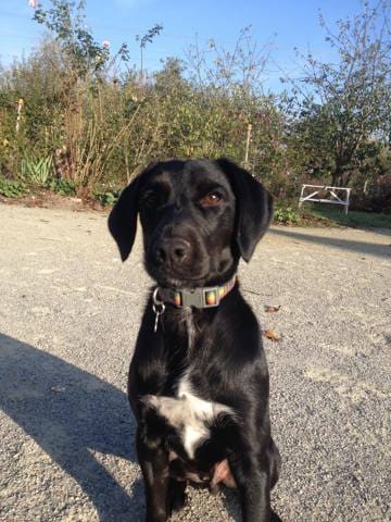 Je Donne Labrador/Epagneul 8 mois URGENT
