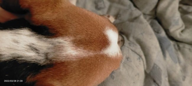 Mon chien à une bosse osseuse sur le crâne