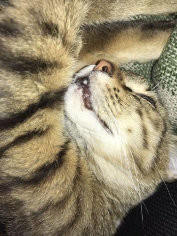 Besoin d’aide - Chat qui bave