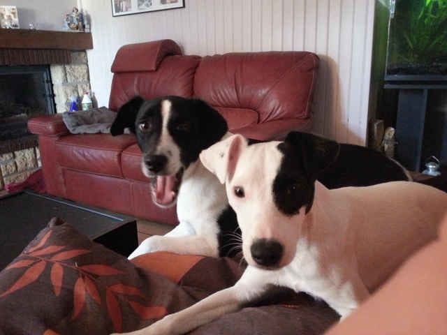 jack russel qui a peur de sortir en laisse