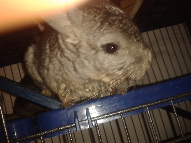 Besoin d'aide pour mon Chinchilla