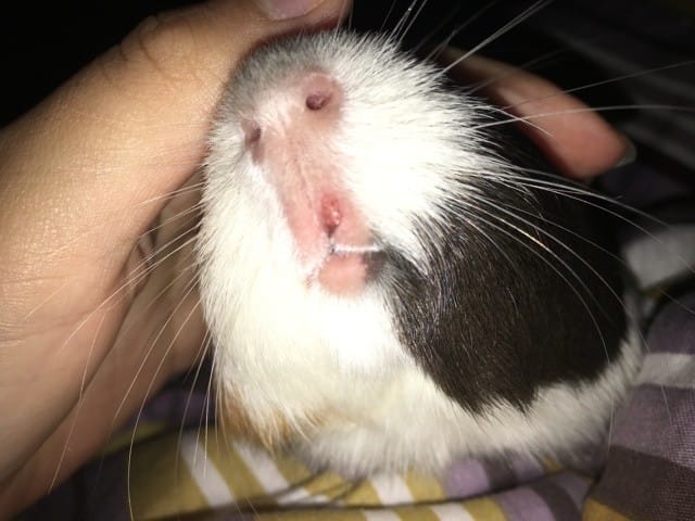 Devrais-je m’inquiéter de cette croute ?