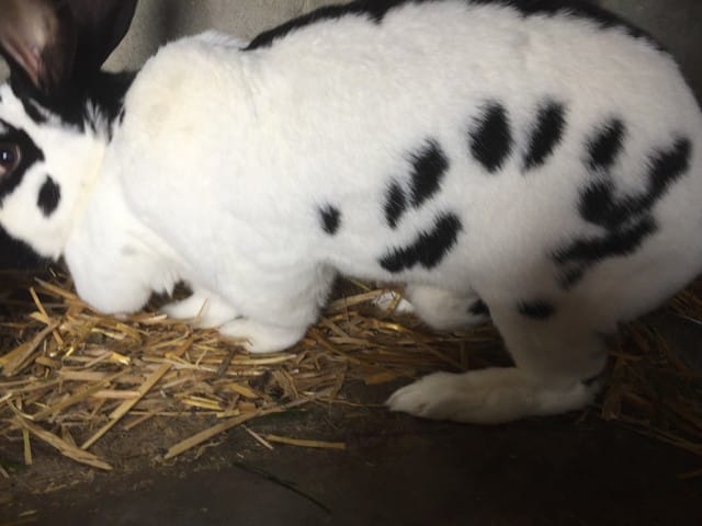 Grosseur sous le ventre