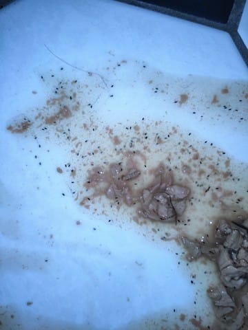 Parasites intestinaux ?